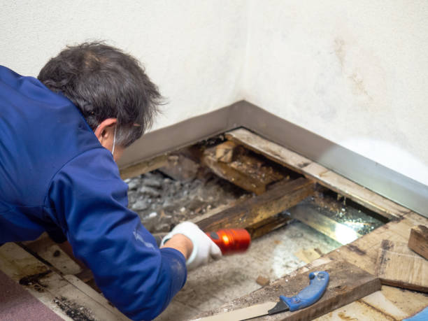 Best Residential Mold Remediation in Linda, CA