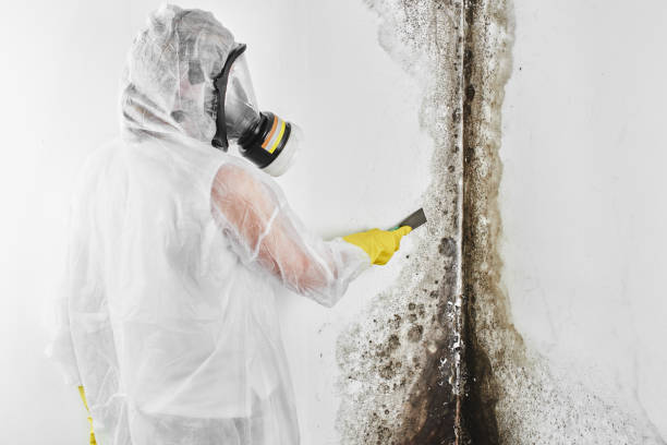 Best Kitchen Mold Remediation in Linda, CA