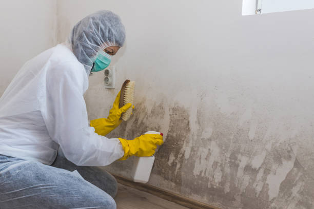 Best Basement Mold Remediation in Linda, CA