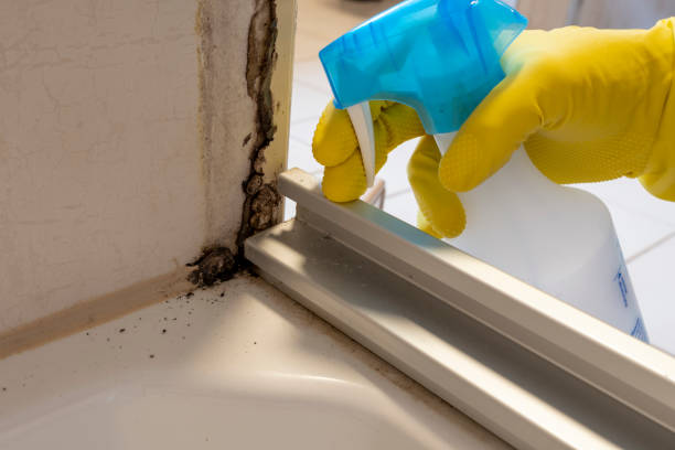 Best Emergency Mold Remediation in Linda, CA