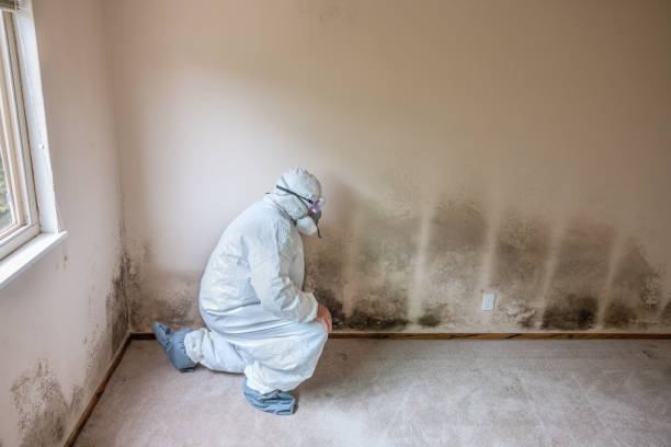 Best Post-Flood Mold Remediation in Linda, CA