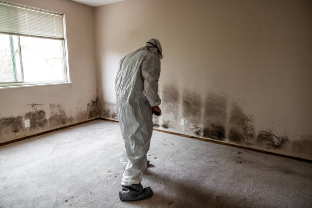 Best Commercial Mold Remediation in Linda, CA