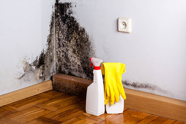 Best Kitchen Mold Remediation in Linda, CA