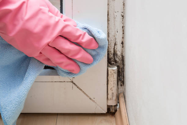 Best Attic Mold Remediation in Linda, CA